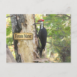 Pileated Woodpecker Ecology Postcard. Postkarte