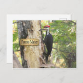 Pileated Woodpecker Ecology Postcard. Postkarte (Vorne/Hinten)