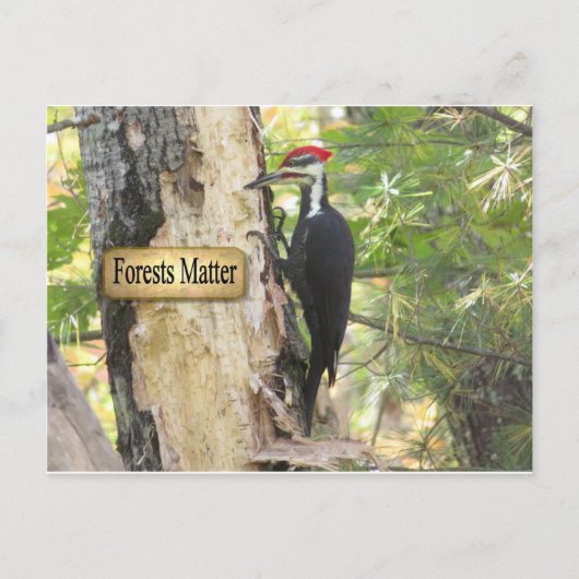 Pileated Woodpecker Ecology Postcard. Postkarte (Vorderseite)