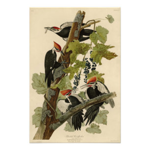 Pileated Woodpecker from Audubon Birds of America Fotodruck