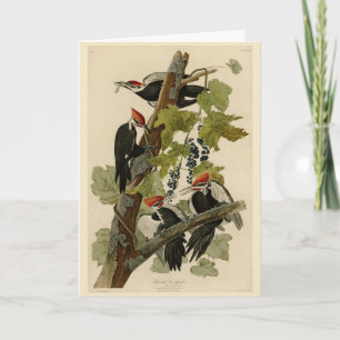 Pileated Woodpecker from Audubon Birds of America Karte
