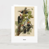 Pileated Woodpecker from Audubon Birds of America Karte (Rückseite)