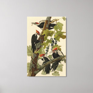 Pileated Woodpecker from Audubon Birds of America Leinwanddruck