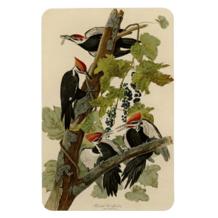 Pileated Woodpecker from Audubon Birds of America Magnet