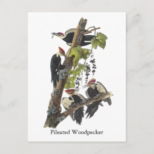 Pileated Woodpecker, John Audubon Postkarte