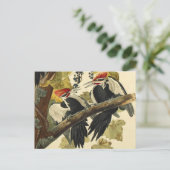 Pileated Woodpecker, John James Audubon Fine Art Postkarte (Stehend Vorderseite)