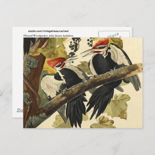 Pileated Woodpecker, John James Audubon Fine Art Postkarte (Vorne/Hinten)