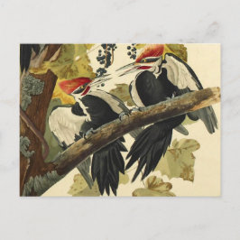 Pileated Woodpecker, John James Audubon Fine Art Postkarte