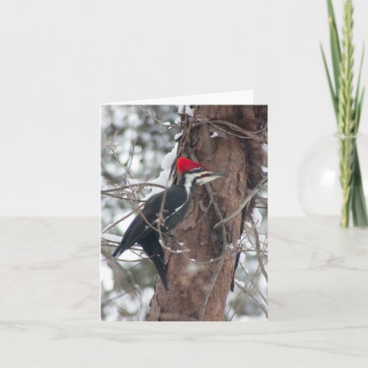 Pileated Woodpecker Karte (Vorderseite)