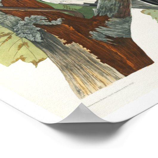 Pileated Woodpecker von Audubon Poster (Ecke)