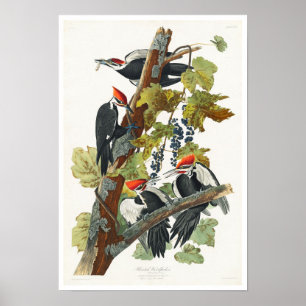Pileated Woodpecker von Audubon Poster