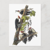 Pileated Woodpecker von Audubon Postkarte (Vorderseite)
