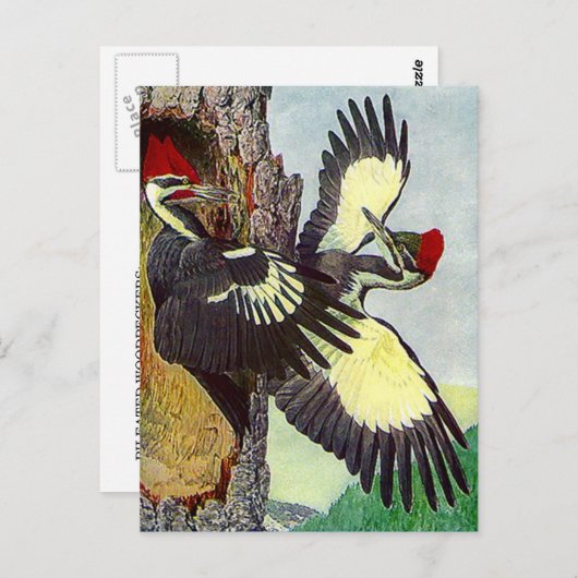 PILEATIERTE HOLZKRÄFTE BAUEN NEST CAVITY POSTCARD POSTKARTE (Vorne/Hinten)