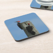 Piletierspecht auf einem Pole Getränkeuntersetzer (Linke Seite)