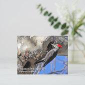 Piletierter Specker Postkarte (Stehend Vorderseite)