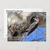 Piletierter Specker Postkarte (Vorne/Hinten)