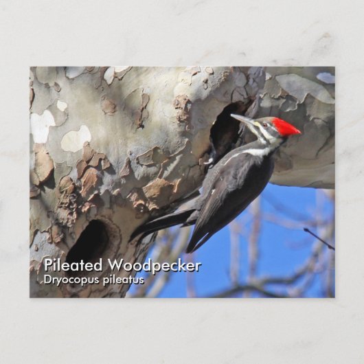 Piletierter Specker Postkarte (Vorderseite)