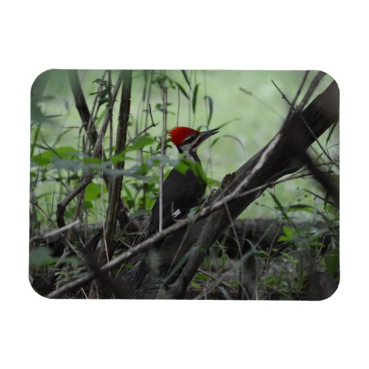 Piletierter Woodpecker Foto-Magnet Magnet (Horizontal)
