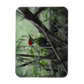 Piletierter Woodpecker Foto-Magnet Magnet (Vertikal)