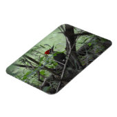 Piletierter Woodpecker Foto-Magnet Magnet (Linke Seite)