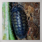 Pillenbug (Foto) - Plakat (Vorne)