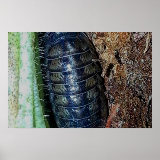 Pillenbug (Foto) - Plakat (Vorne)