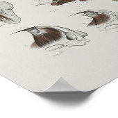 Pilotin Whale Anatomie Print Marine Biology Poster (Ecke)