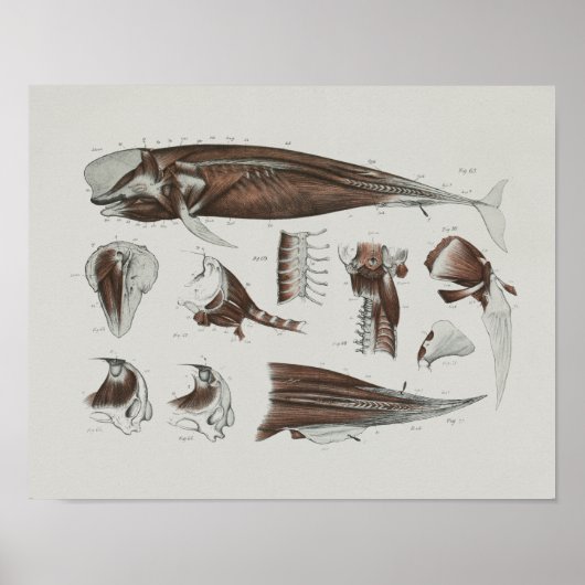 Pilotin Whale Anatomie Print Marine Biology Poster (Vorne)