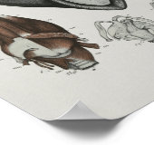 Pilotin Whale Anatomie Print Marine Biology Poster (Ecke)