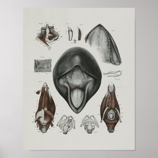 Pilotin Whale Anatomie Print Marine Biology Poster (Vorne)