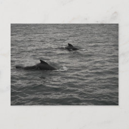Pilotlwale Postkarte