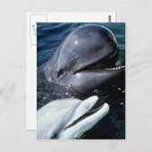 Pilottwal und Atlantischer Bottlenose Postkarte (Vorne/Hinten)