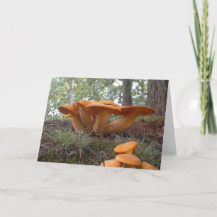 Pilz13 Karte