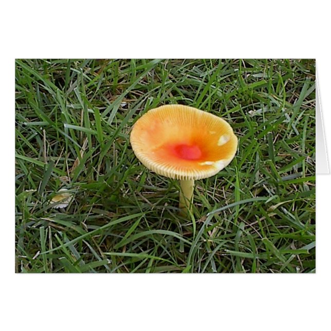 Pilz2 (Vorderseite (Horizontal))