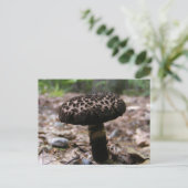 Pilz 146 ~ Postkarte (Stehend Vorderseite)