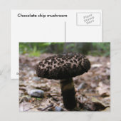 Pilz 146 ~ Postkarte (Vorne/Hinten)