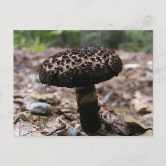 Pilz 146 ~ Postkarte (Vorderseite)