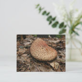 Pilz 149 ~ Postkarte (Stehend Vorderseite)