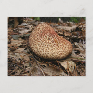 Pilz 149 ~ Postkarte