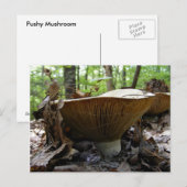 Pilz 161 ~ Postkarte (Vorne/Hinten)