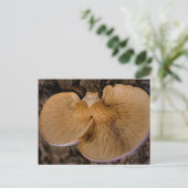 Pilz 8220 Postkarte (Stehend Vorderseite)