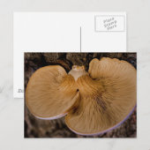 Pilz 8220 Postkarte (Vorne/Hinten)