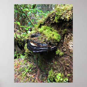 Pilz auf einem Baum, Cape Enttäuschung, WA Poster