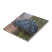 Pilz auf einem Baumstamm im Wald Fliese (Seite)