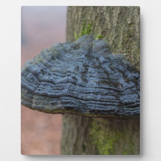 Pilz auf einem Baumstamm im Wald Fotoplatte (Vorderseite)