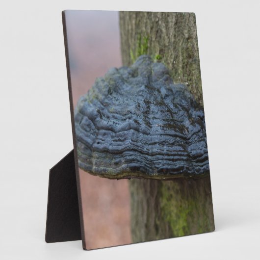 Pilz auf einem Baumstamm im Wald Fotoplatte (Seite)