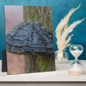 Pilz auf einem Baumstamm im Wald Fotoplatte (Seite)