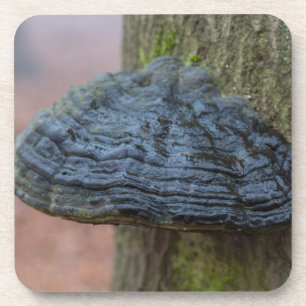 Pilz auf einem Baumstamm im Wald Untersetzer