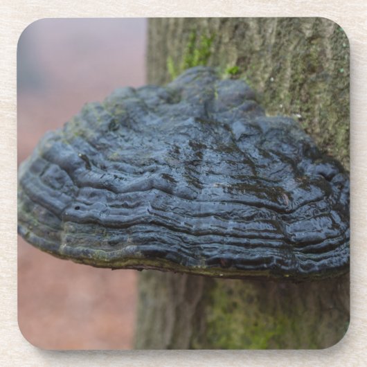 Pilz auf einem Baumstamm im Wald Untersetzer (Vorderseite)