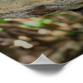 Pilz auf totem Baumstumpf Poster (Ecke)